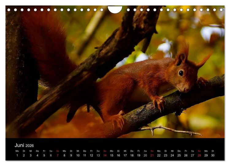Produktbild: Faszination Wald. Waldimpressionen aus Nordhessen von Lutz Klapp (Wandkalender 2026 DIN A4 quer), CALVENDO Monatskalender