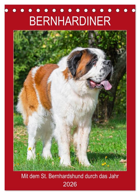 Produktbild: Bernhardiner - Mit dem St. Bernhardshund durch das Jahr (Tischkalender 2026 DIN A5 hoch), CALVENDO Monatskalender