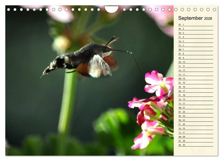 Produktbild: Faszinierende Taubenschw&auml;nzchen (Wandkalender 2026 DIN A4 quer), CALVENDO Monatskalender