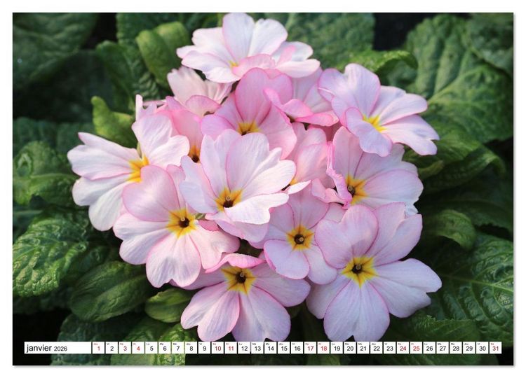 Produktbild: Au royaume des fleurs (Calendrier mural 2026 DIN A3 vertical), CALVENDO calendrier mensuel