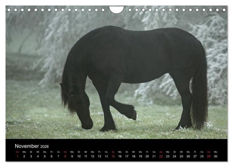 Produktbild: Friesen - Sch&ouml;nheit, Kraft und Eleganz (Wandkalender 2026 DIN A4 quer), CALVENDO Monatskalender