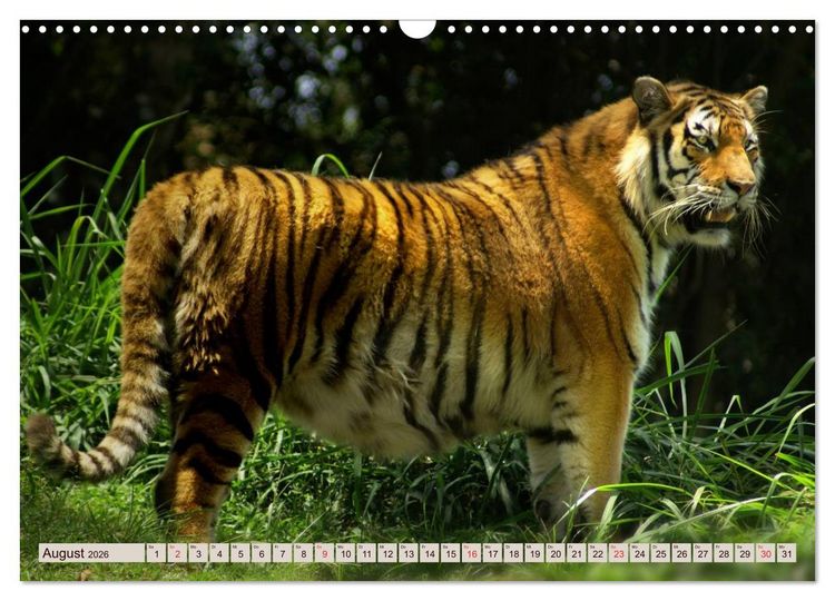 Produktbild: Tiger. Gestreift, wild u. sch&ouml;n (Wandkalender 2026 DIN A3 quer), CALVENDO Monatskalender