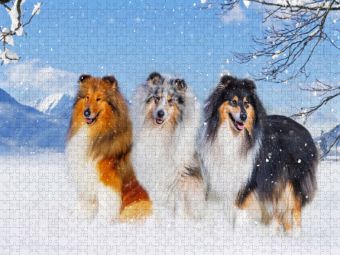 Produktbild: CALVENDO Puzzle Drei Collie-Prachtr&uuml;den | 1000 Teile Lege-Gr&ouml;&szlig;e 64x48cm Foto-Puzzle f&uuml;r gl&uuml;ckliche Stunden