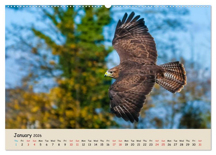 Produktbild: British Birds of Prey (High Quality Premium Wall Calendar 2026 DIN A2 landscape),CALVENDO 12 Month Wall Calendar