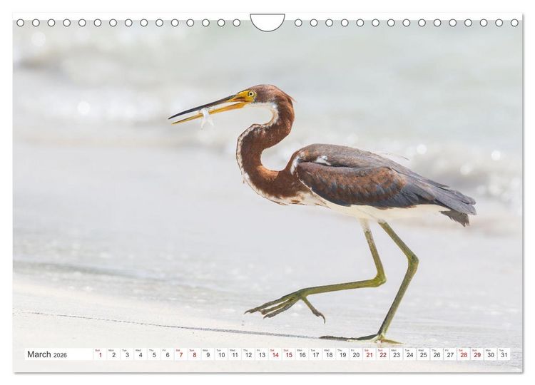 Produktbild: Birds of Cuba Island (Wall Calendar 2026 DIN A4 landscape), CALVENDO 12 Month Wall Calendar