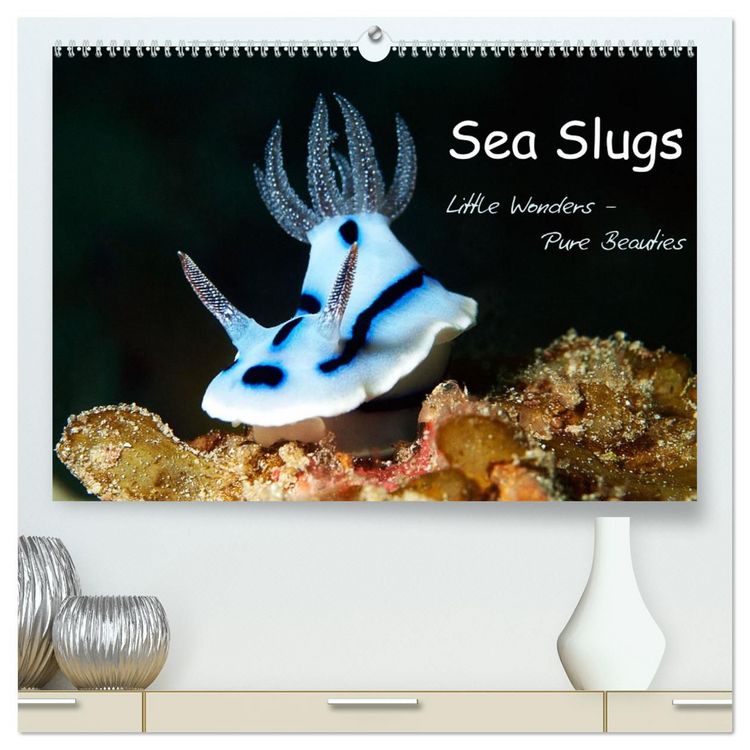 Produktbild: Sea Slugs - Little Wonders - Pure Beauties (High Quality Premium Wall Calendar 2027 DIN A2 landscape),CALVENDO 12 Month Wall Calendar
