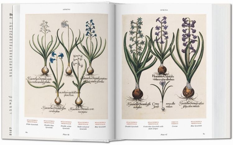 Produktbild: Basilius Besler