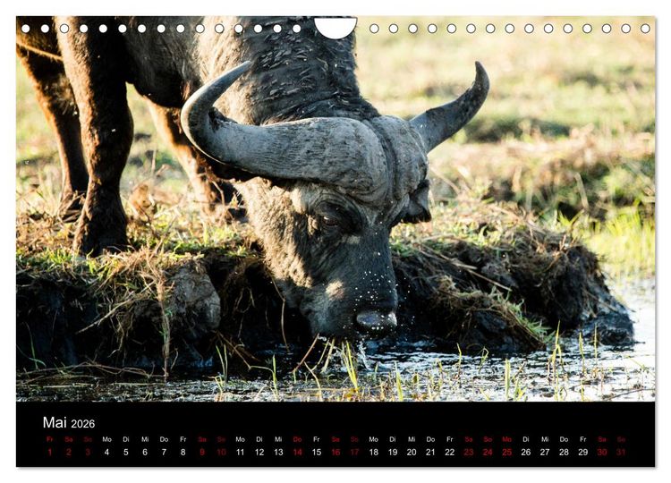 Produktbild: Afrika - Faszination Tierwelt (Wandkalender 2026 DIN A4 quer), CALVENDO Monatskalender