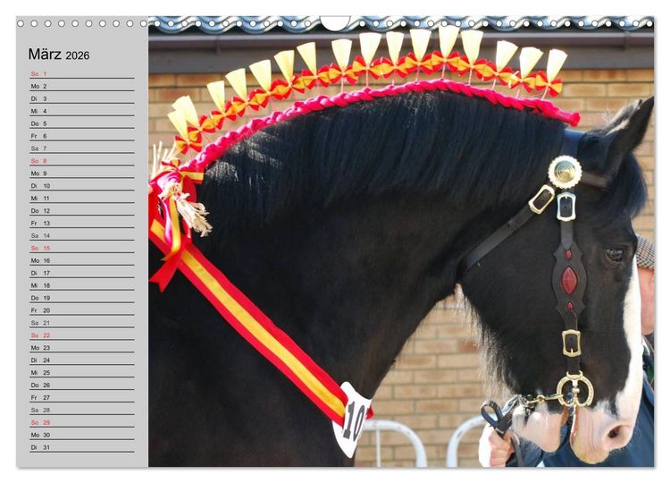 Produktbild: Das Shire Horse. Impressionen (Wandkalender 2026 DIN A3 quer), CALVENDO Monatskalender