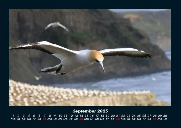 Produktbild: Vogelparadies 2025 Fotokalender DIN A4