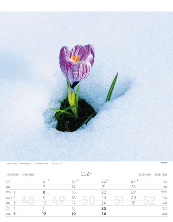 Produktbild: Alpenblumen Kalender 2027