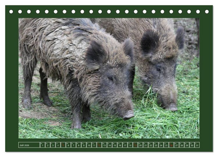Produktbild: Schweinkram - Die Wildschweine sind los (Tischkalender 2026 DIN A5 quer), CALVENDO Monatskalender