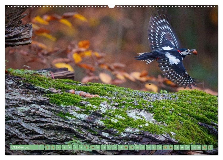 Produktbild: Buntspechte im Flug (hochwertiger Premium Wandkalender 2027 DIN A2 quer), Kunstdruck in Hochglanz