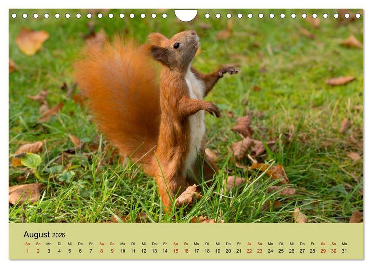 Produktbild: Eichh&ouml;rnchen in Berlin (Wandkalender 2026 DIN A4 quer), CALVENDO Monatskalender