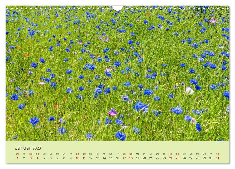 Produktbild: Wilde Blumen - ein Spaziergang durch die Natur (Wandkalender 2026 DIN A3 quer), CALVENDO Monatskalender