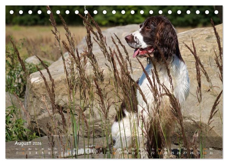 Produktbild: Jagdhunde - Treue Waidgesellen (Tischkalender 2026 DIN A5 quer), CALVENDO Monatskalender