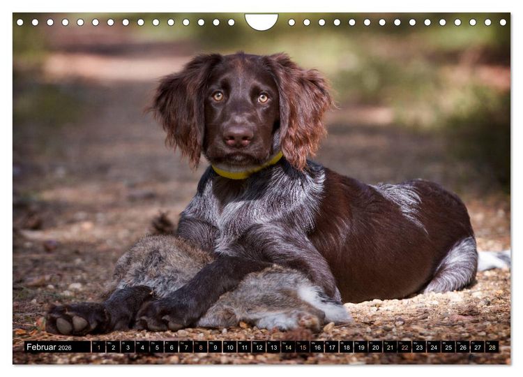 Produktbild: Faszination Jagdhund - Deutsch Langhaar (Wandkalender 2026 DIN A4 quer), CALVENDO Monatskalender