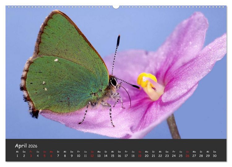 Produktbild: Wundersch&ouml;ne Schmetterlinge (Wandkalender 2026 DIN A2 quer), CALVENDO Monatskalender