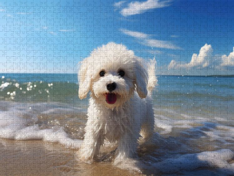 Produktbild: CALVENDO Puzzle Ein Motiv aus dem Kalender "Bichon fris&eacute;, wei&szlig;e H&uuml;ndchen mit lockigem Haar" | 1000 Teile Lege-Gr&ouml;&szlig;e 64x48cm Foto-Puzzle f&uuml;r gl&uuml;ckliche Stunden