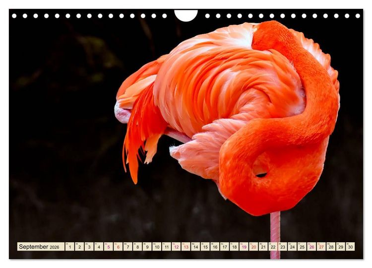 Produktbild: Flamingos - elegante Sch&ouml;nheiten (Wandkalender 2026 DIN A4 quer), CALVENDO Monatskalender
