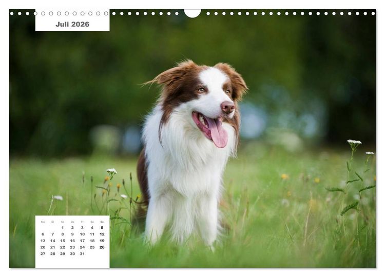 Produktbild: Rassehunde (Wandkalender 2026 DIN A3 quer), CALVENDO Monatskalender