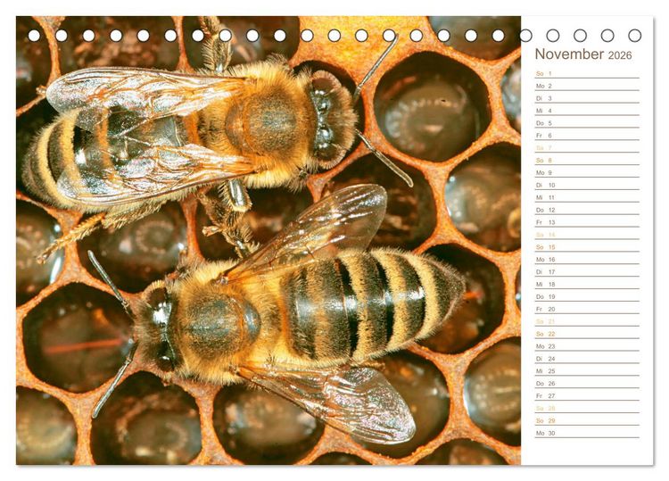 Produktbild: S&uuml;&szlig;es Gold: Imker, Bienen & Honig (Tischkalender 2026 DIN A5 quer), CALVENDO Monatskalender