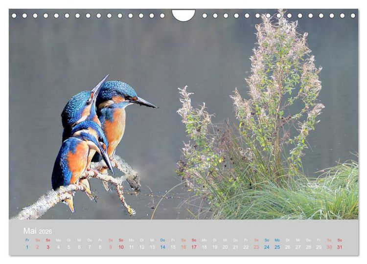Produktbild: Der Eisvogel, ein Juwel der Natur (Wandkalender 2026 DIN A4 quer), CALVENDO Monatskalender