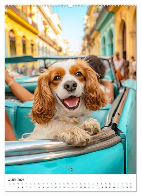 Produktbild: Cavalier King Charles Spaniel - Lustige Weltenreise im Selfie-Modus (hochwertiger Premium Wandkalender 2026 DIN A2 hoch), Kunstdruck in Hochglanz