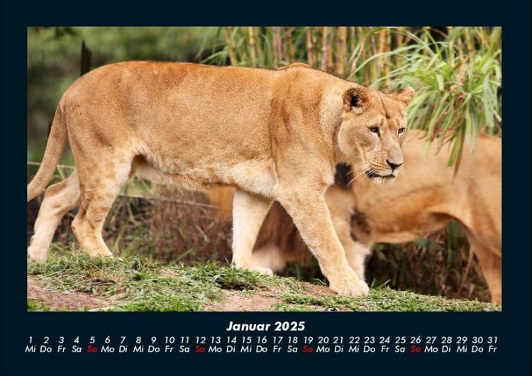 Produktbild: Welt der Tiere 2025 Fotokalender DIN A4