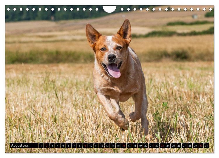 Produktbild: Power auf 4 Pfoten. Australian Cattle Dog (Wandkalender 2026 DIN A4 quer), CALVENDO Monatskalender