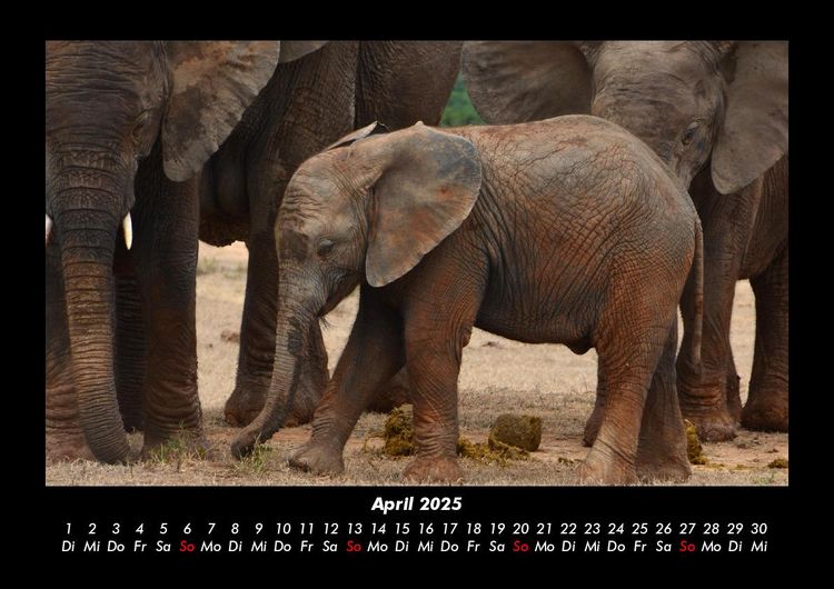 Produktbild: Der Tierkalender 2025 Fotokalender DIN A3