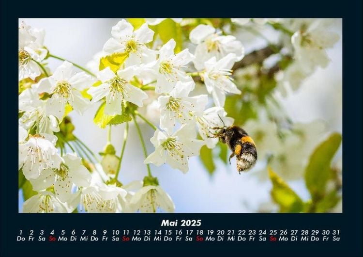 Produktbild: Blumenträume 2025 Fotokalender DIN A4