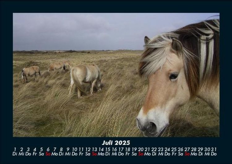 Produktbild: Die Welt der Pferde 2025 Fotokalender DIN A5
