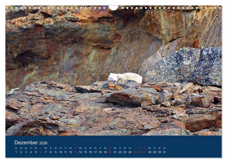 Produktbild: Das Leben der etwas "anderen" Eisb&auml;ren! (Wandkalender 2026 DIN A3 quer), CALVENDO Monatskalender