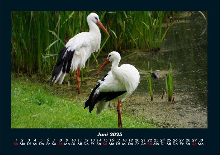 Produktbild: Welt der V&ouml;gel 2025 Fotokalender DIN A4