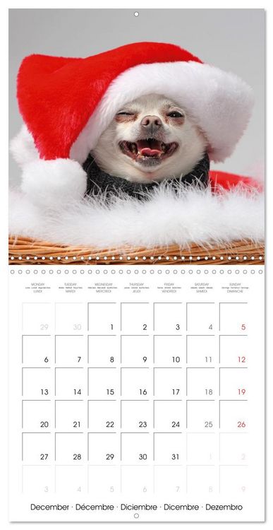 Produktbild: Chihuahua: Small dogs, but mighty (Wall Calendar 2027 12 &times; 12 Inch) CALVENDO 12 Month Wall Calendar