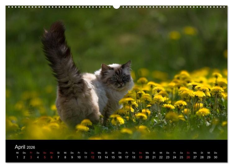 Produktbild: Freig&auml;nger - Hauskatzen unterwegs (hochwertiger Premium Wandkalender 2026 DIN A2 quer), Kunstdruck in Hochglanz