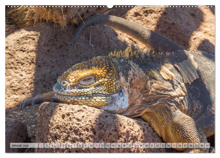Produktbild: Die Galapagosinseln - Santa Cruz Island (hochwertiger Premium Wandkalender 2026 DIN A2 quer), Kunstdruck in Hochglanz