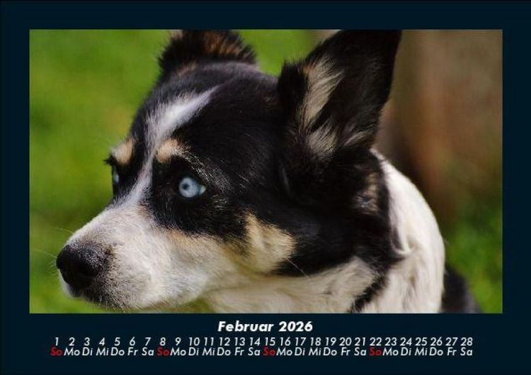Produktbild: Hunde 2026 Fotokalender DIN A5