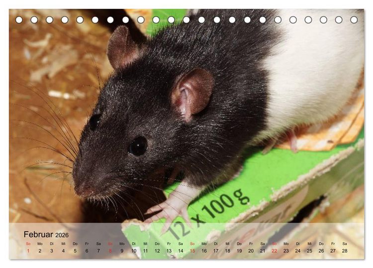 Produktbild: Ratten - Gelehrige Haustiere (Tischkalender 2026 DIN A5 quer), CALVENDO Monatskalender