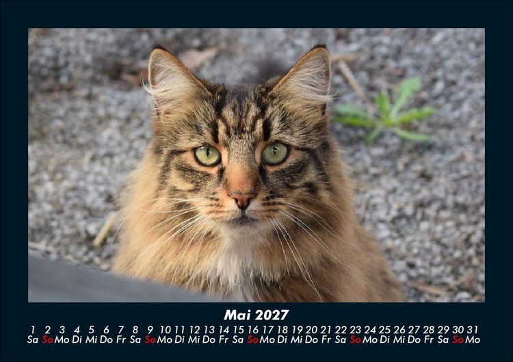 Produktbild: Tierkalender 2027 Fotokalender DIN A5