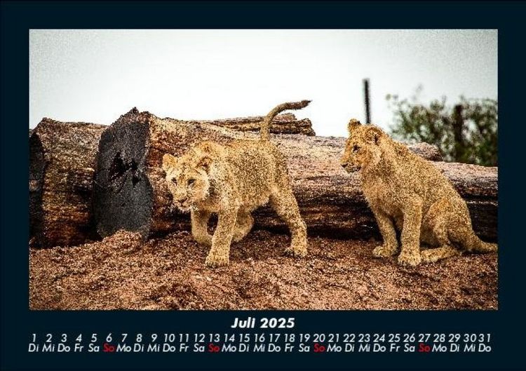 Produktbild: L&ouml;wen in der Wildnis 2025 Fotokalender DIN A5