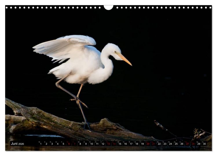 Produktbild: Eleganz in Wei&szlig; - Der Silberreiher (Wandkalender 2026 DIN A3 quer), CALVENDO Monatskalender