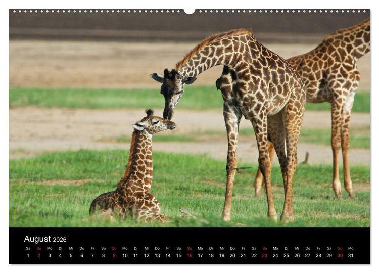 Produktbild: GIRAFFEN - Liebliche Riesen der afrikanischen Savanne (Wandkalender 2026 DIN A2 quer), CALVENDO Monatskalender