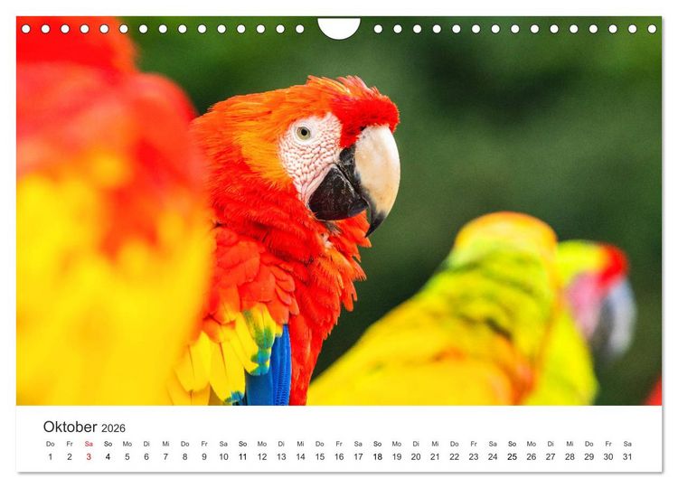 Produktbild: Costa Rica - exotische Tierwelt und unber&uuml;hrte Natur (Wandkalender 2026 DIN A4 quer), CALVENDO Monatskalender