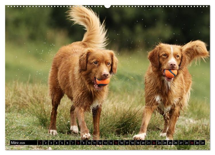 Produktbild: Nova Scotia Duck Tolling Retriever (Wandkalender 2026 DIN A2 quer), CALVENDO Monatskalender