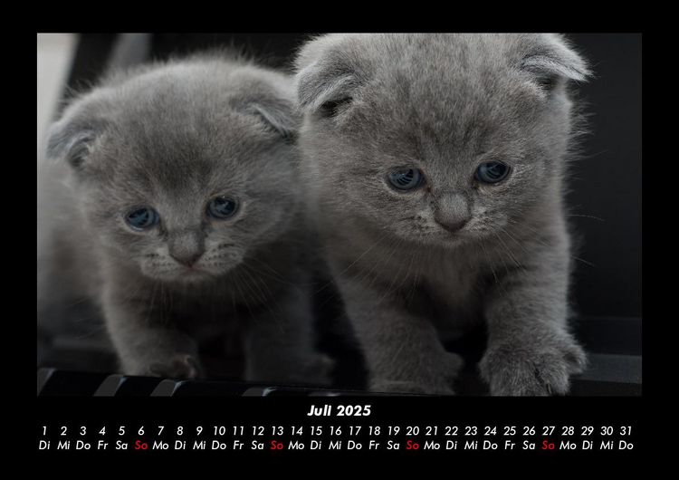 Produktbild: F&uuml;r Katzenfreunde 2025 Fotokalender DIN A3