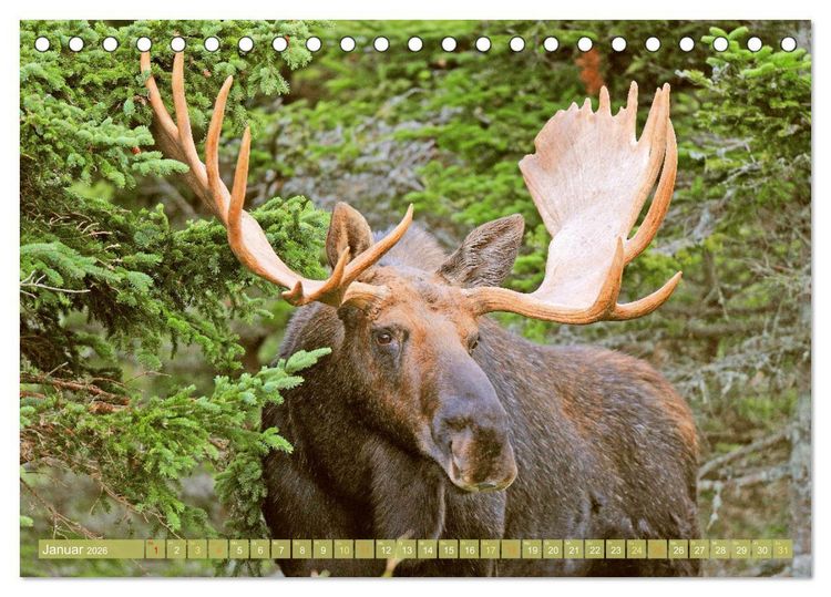 Produktbild: Elche: Nordische Riesen (Tischkalender 2026 DIN A5 quer), CALVENDO Monatskalender