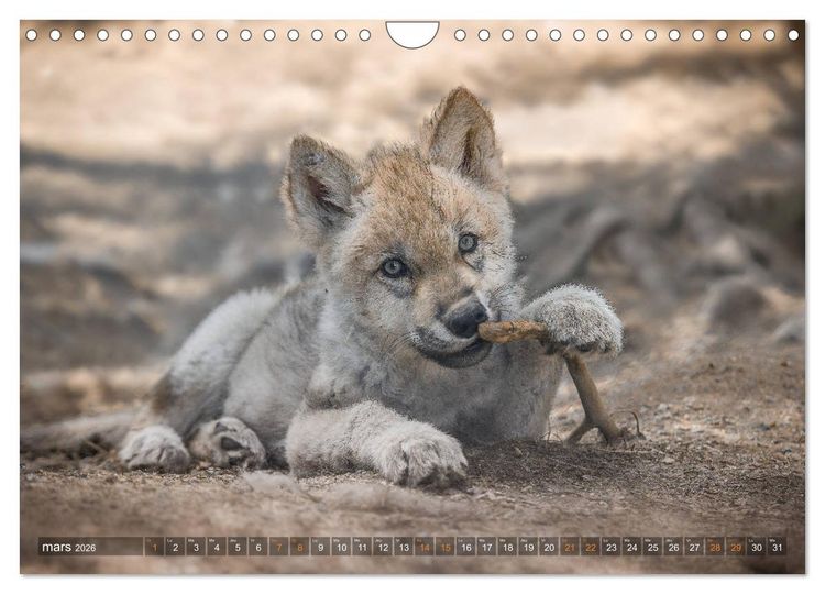 Produktbild: Les p'tits loups gris (Calendrier mural 2026 DIN A4 vertical), CALVENDO calendrier mensuel