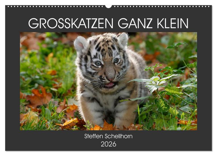 Produktbild: GROSSKATZEN GANZ KLEIN (Wandkalender 2026 DIN A2 quer), CALVENDO Monatskalender